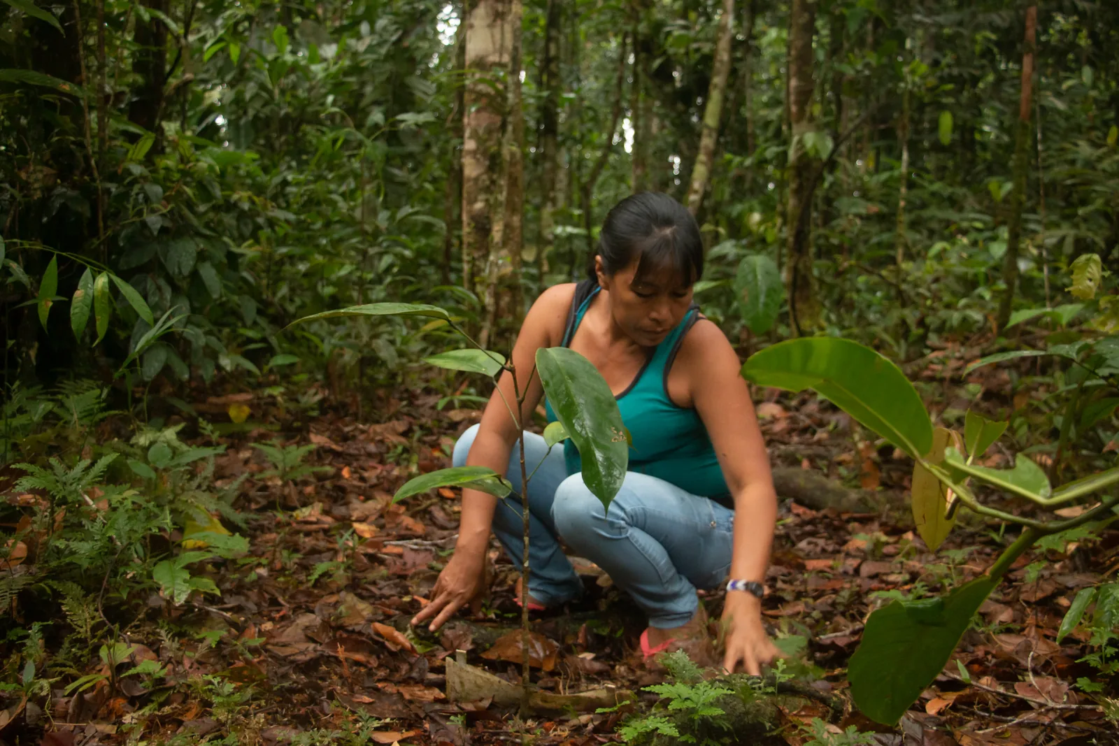 Mulher de uma comunidade parceira plantando uma árvore no território